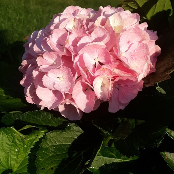 Meet your Posher, Melody - Picture 2 of 3